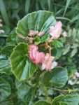 山野 绿色植被 粉色花 蝴蝶花