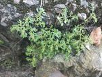 山野 绿色植被 花 草 花草