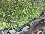 山野 绿色植被　草坪