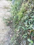 野外 路边 植物 无名草 草