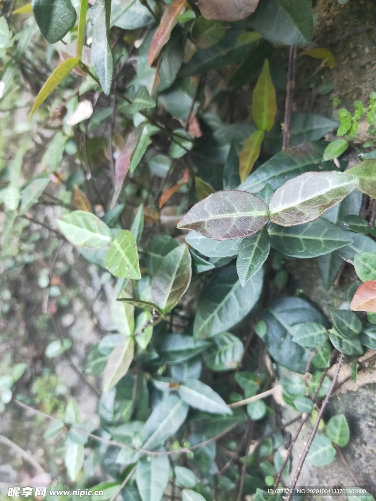 野外 路边 植物 无名草 草