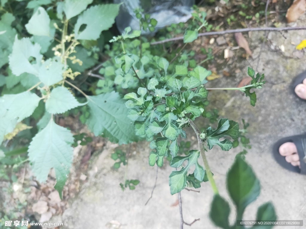 野外 路边 植物 无名草 草