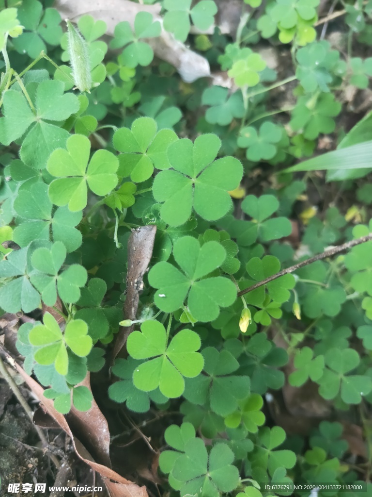 野外 路边 植物 三叶草 草