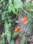 野生 毒蘑菇 黄色蘑菇 蘑菇