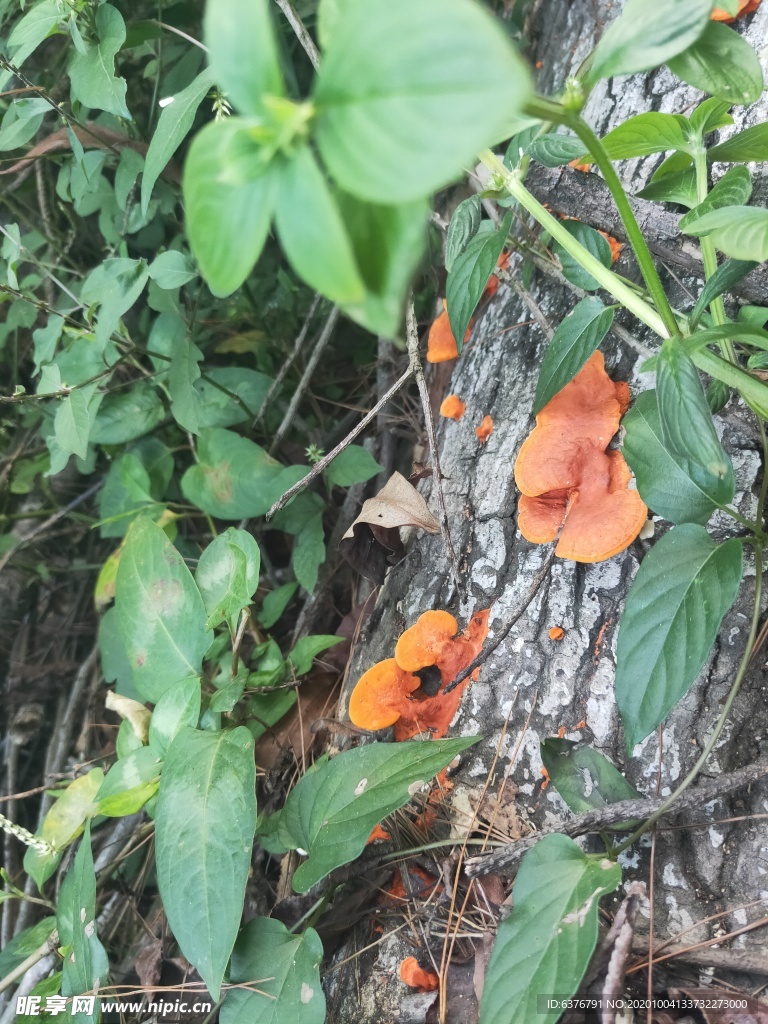 野生 毒蘑菇 黄色蘑菇 蘑菇