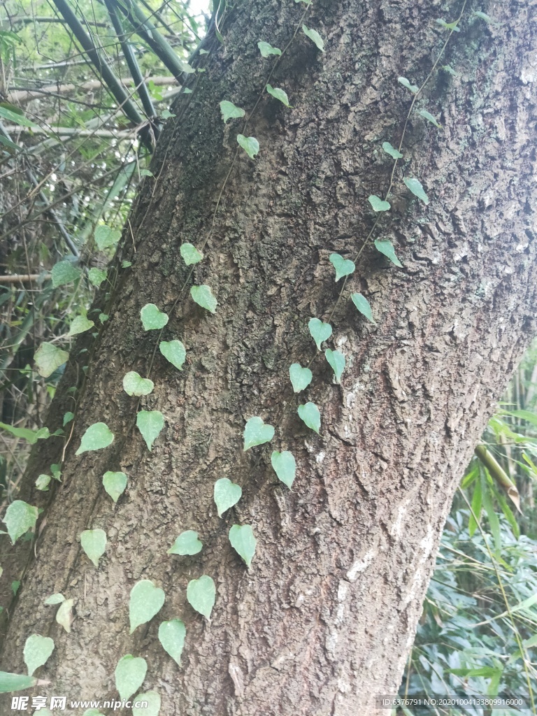 爬山虎 壁虎草 绿色 红色 植