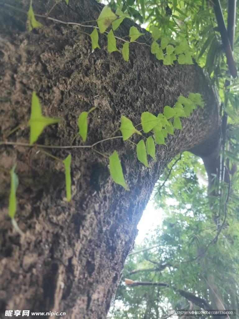 爬山虎 壁虎草 绿色 红色 植