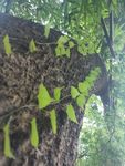 爬山虎 壁虎草 绿色 红色 植