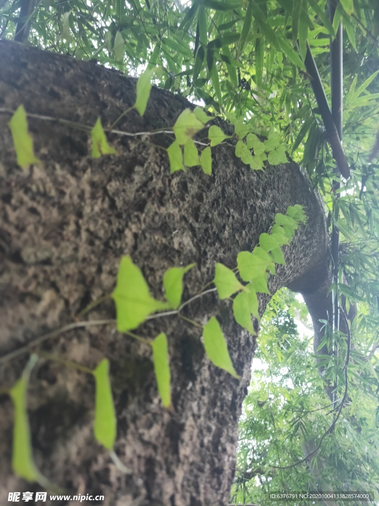 爬山虎 壁虎草 绿色 红色 植