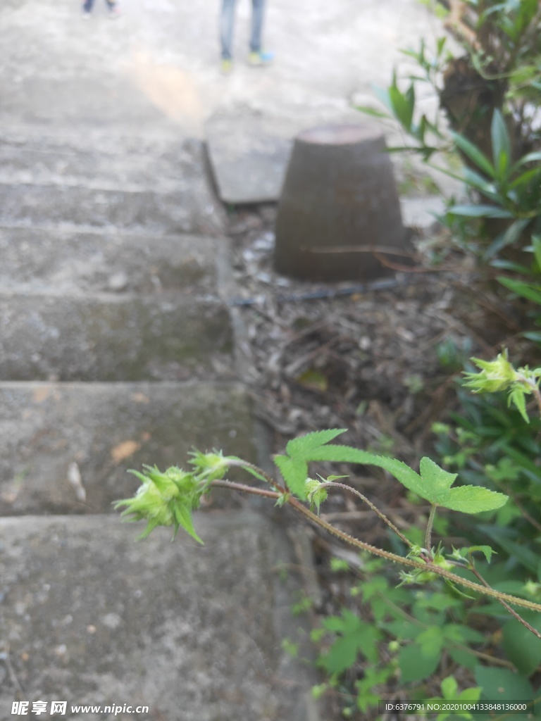 野草  绿色 种子 小草 花草