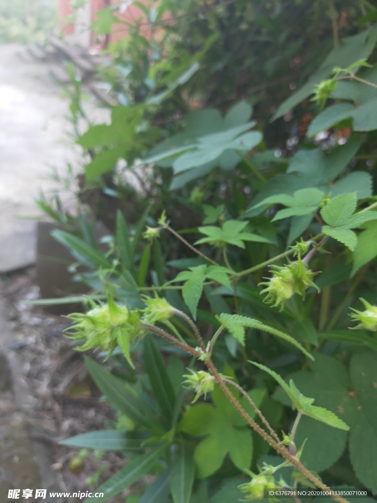 野草  绿色 种子 小草 花草