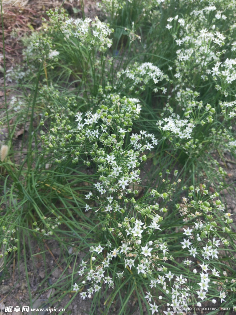 韭菜花 韭菜籽 白色 小花 绿