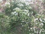 韭菜花 韭菜籽 白色 小花 绿