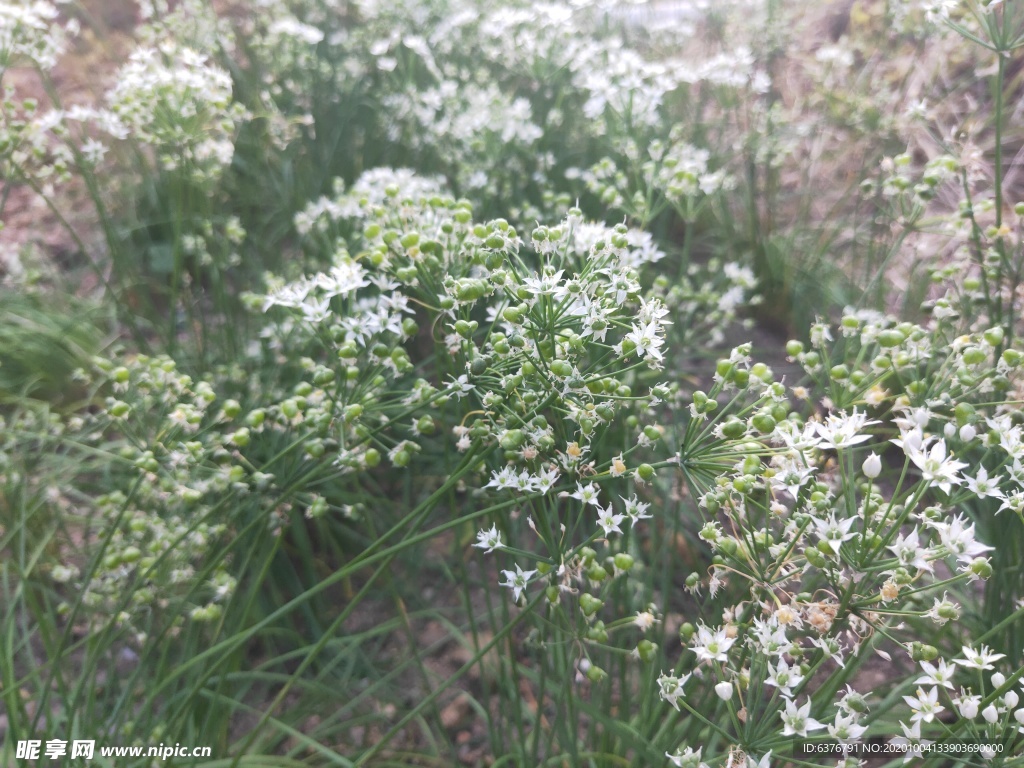 韭菜花 韭菜籽 白色 小花 绿