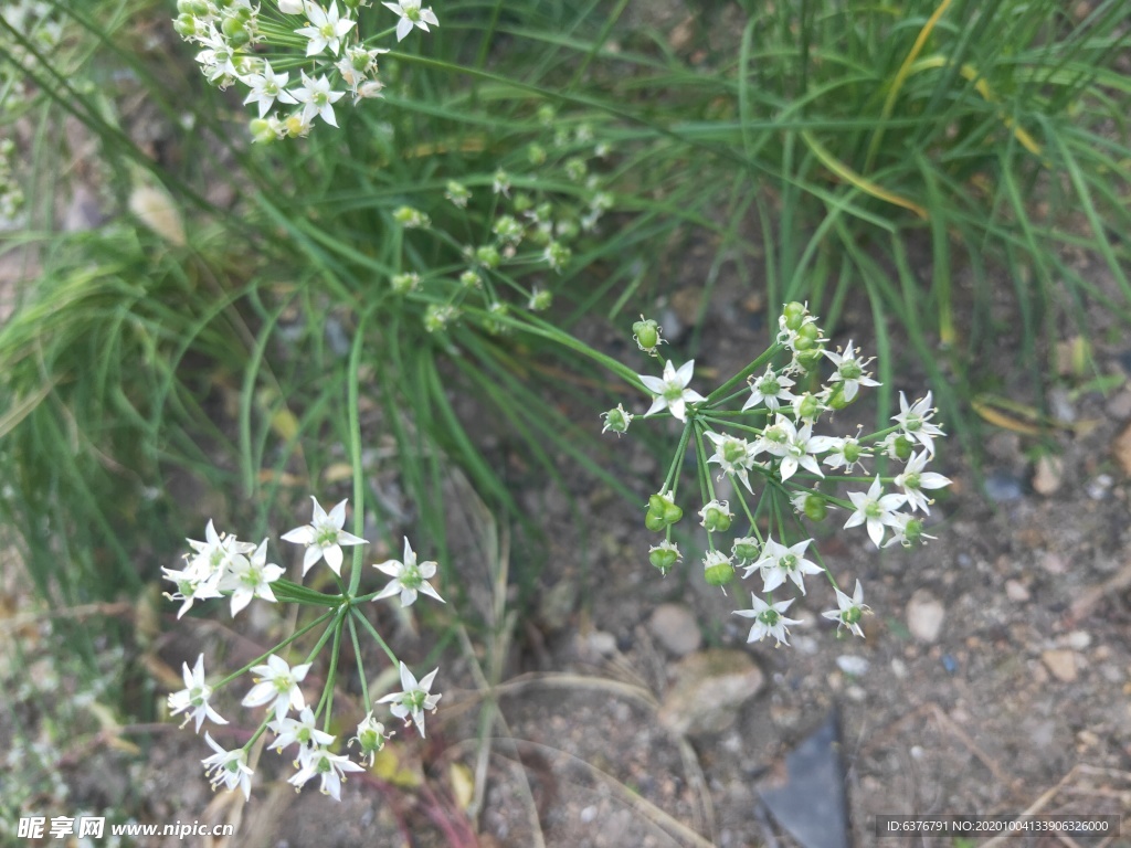 韭菜花 韭菜籽 白色 小花 绿