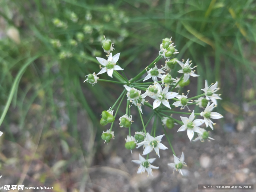 韭菜花 韭菜籽 白色 小花 绿