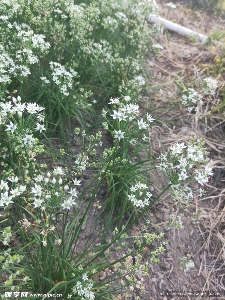 韭菜花 韭菜籽 白色小花 绿色