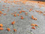 成片桂花   花丛 地上