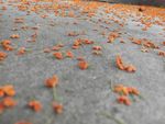 成片桂花  花丛 地上