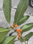 桂花 红色小花 桔色小花 绿叶