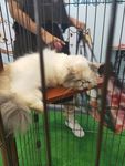 笼子里的猫