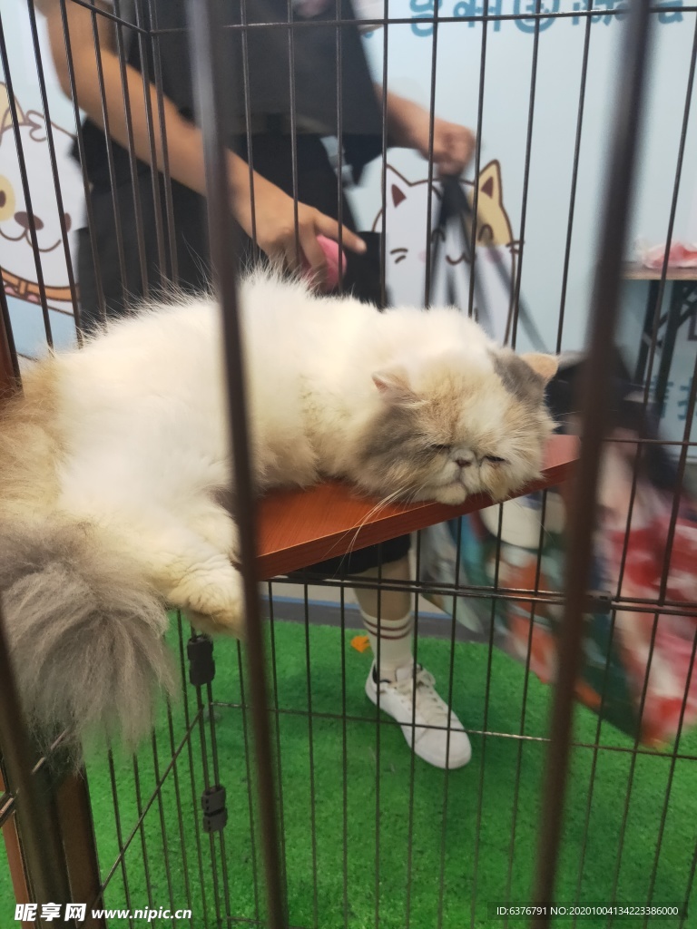 笼子里的猫