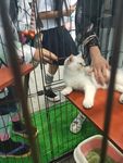 笼子里的猫