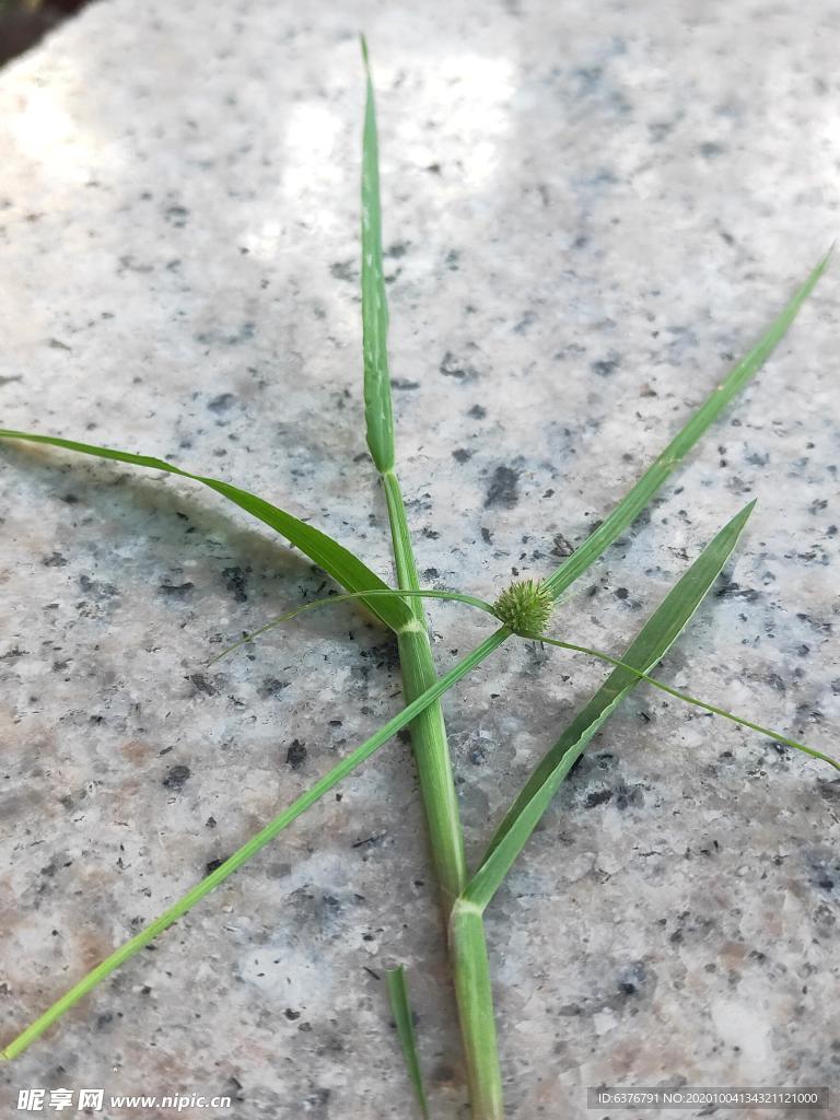 大理石上 绿色 植物 草 花蕾