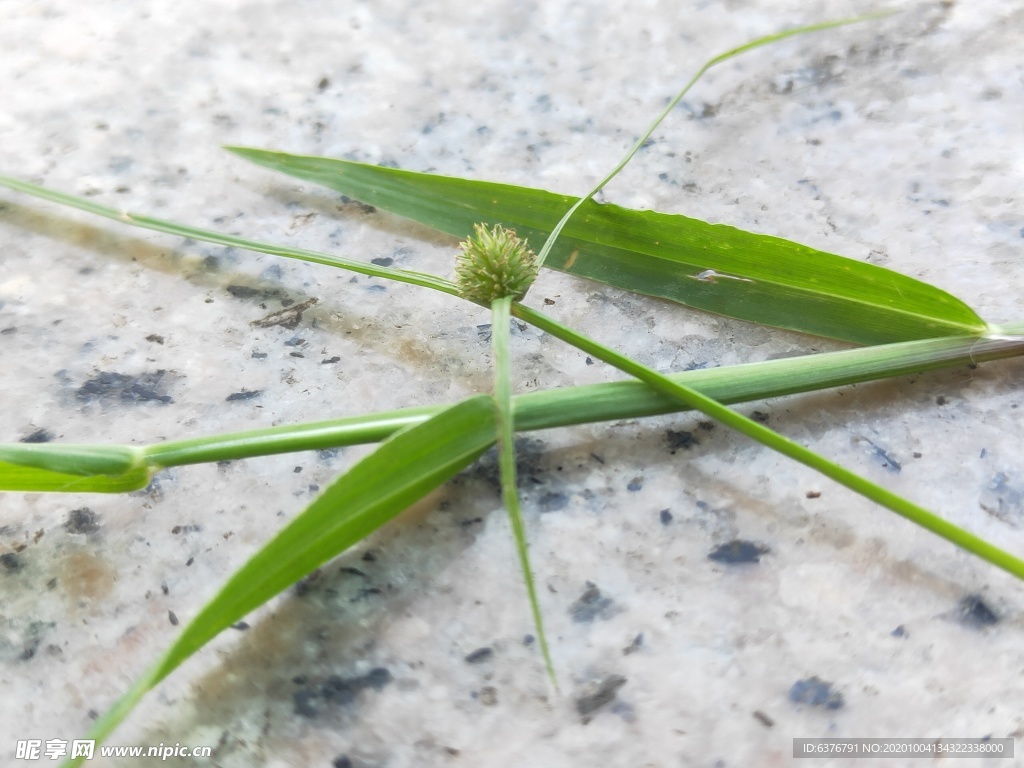 大理石上 绿色 植物 草 花蕾