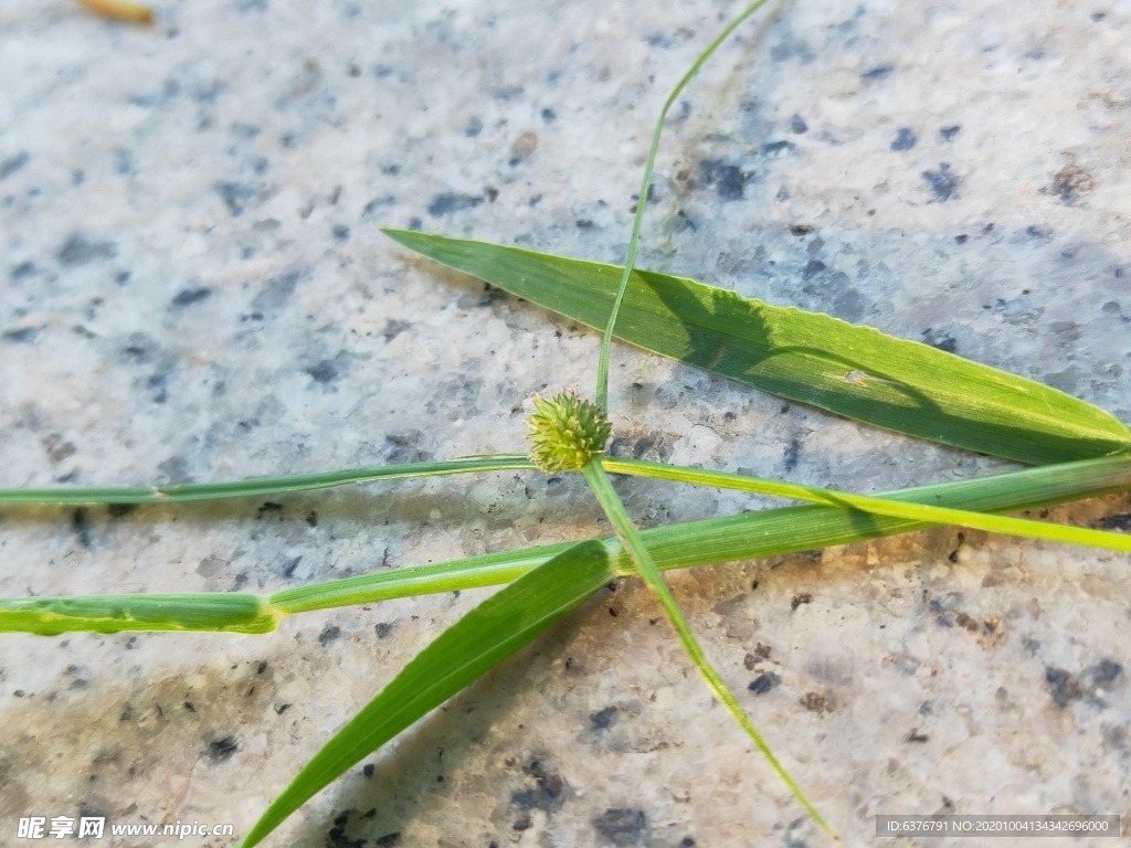 大理石上 绿色 植物 草 花蕾