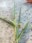 大理石上 绿色 植物 草 花蕾
