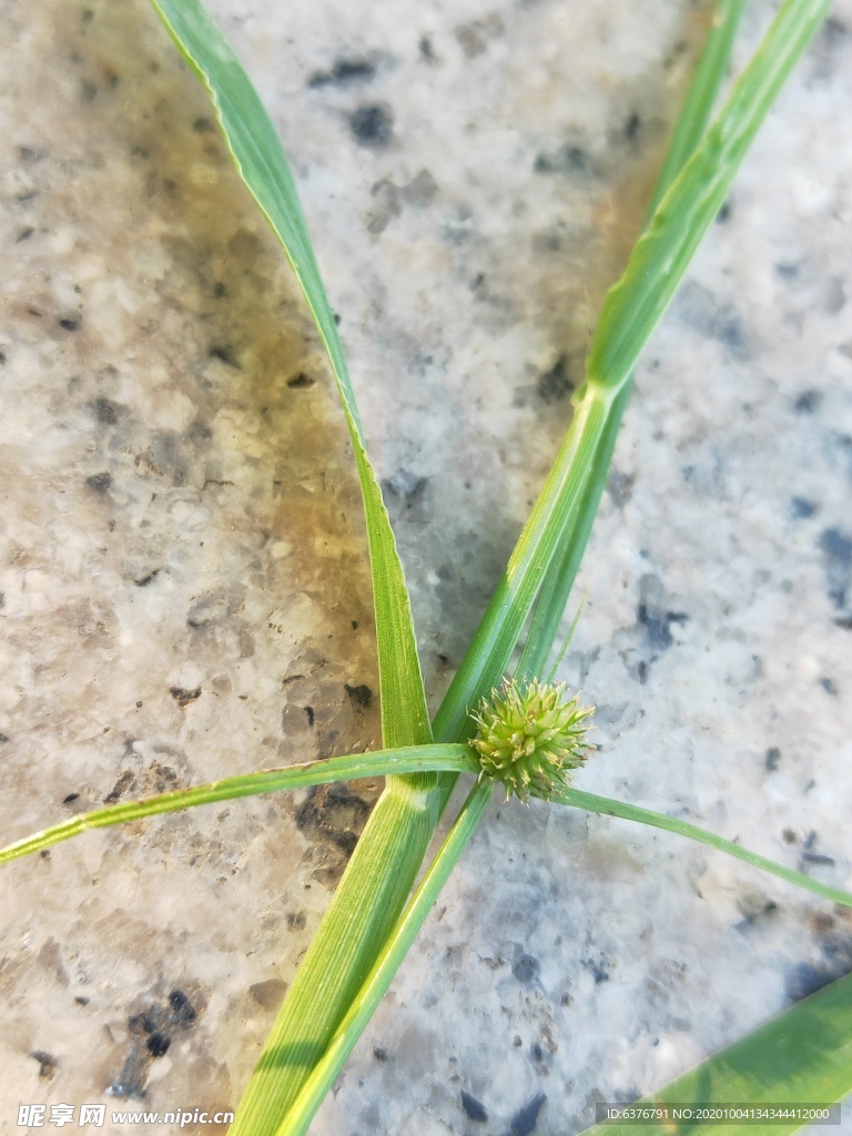 大理石上 绿色 植物 草 花蕾