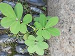 鹅卵石上 绿色 植物