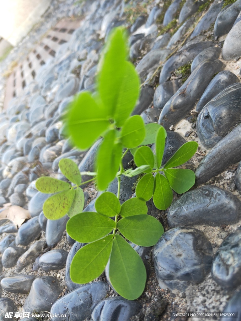 鹅卵石上 绿色 植物