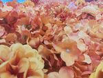花丛 花朵 假花 塑料花 红色