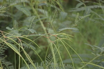 绿色植物