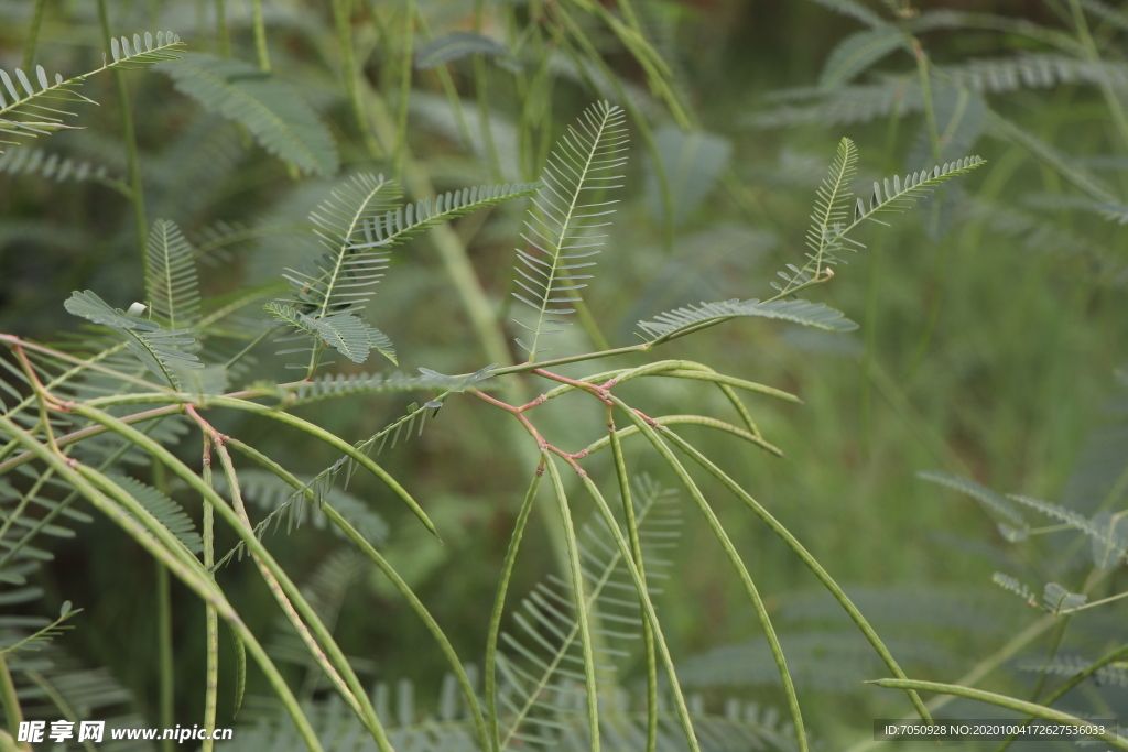 绿色植物