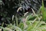 狗尾草图片