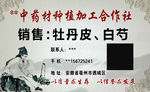 中药材中药名片