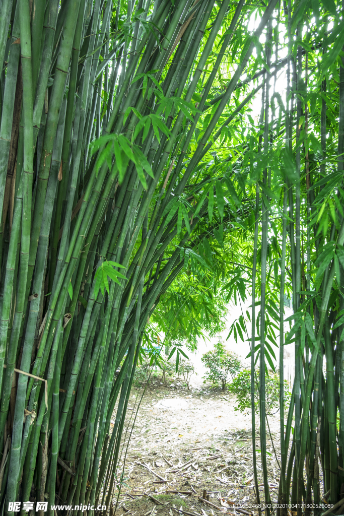 竹林