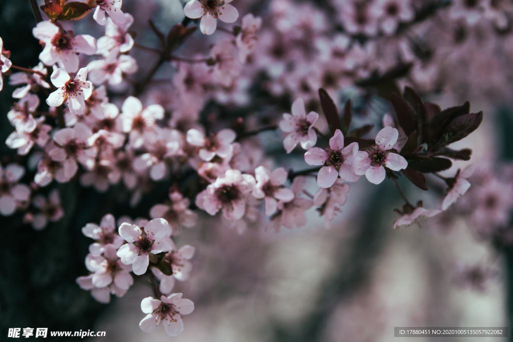 花卉