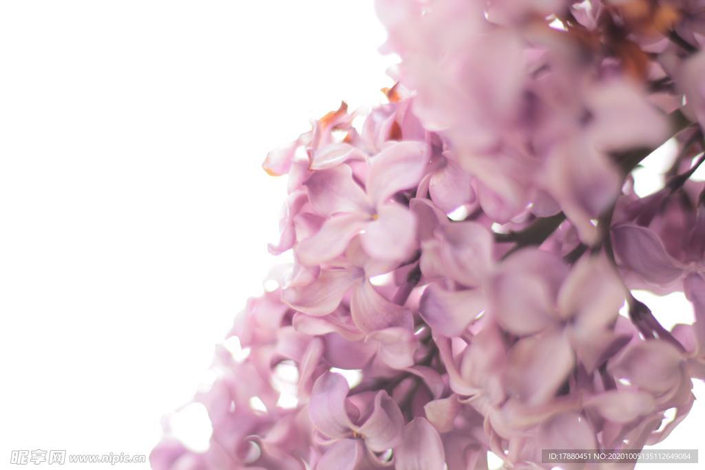 花卉