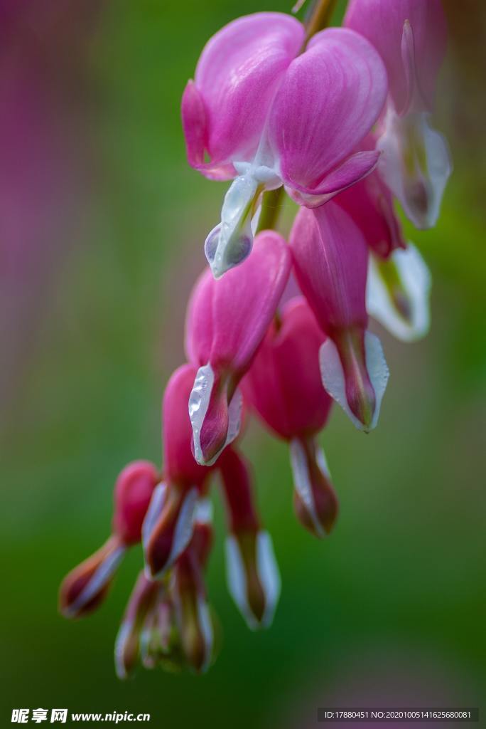 花卉