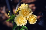 花卉