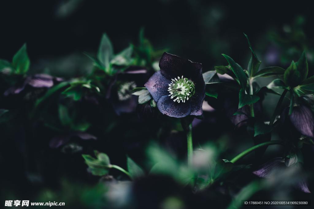 花卉