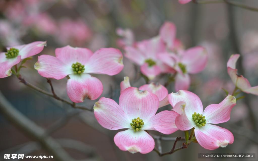 花卉