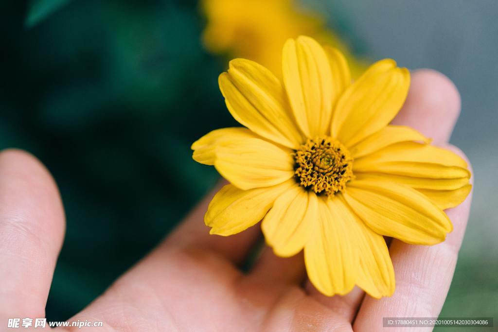 花卉