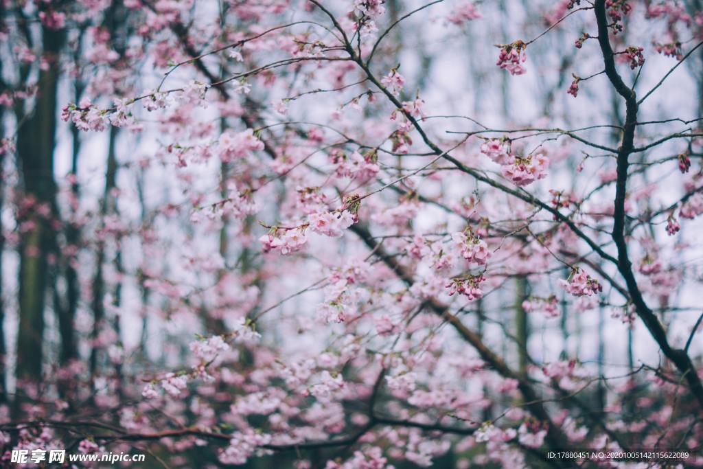 花卉