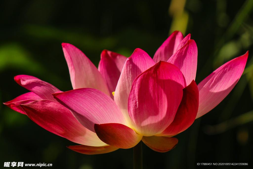 花卉