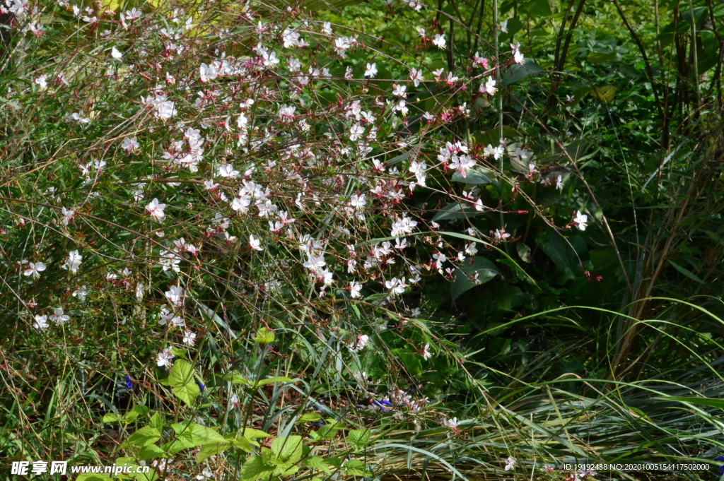 园林花草